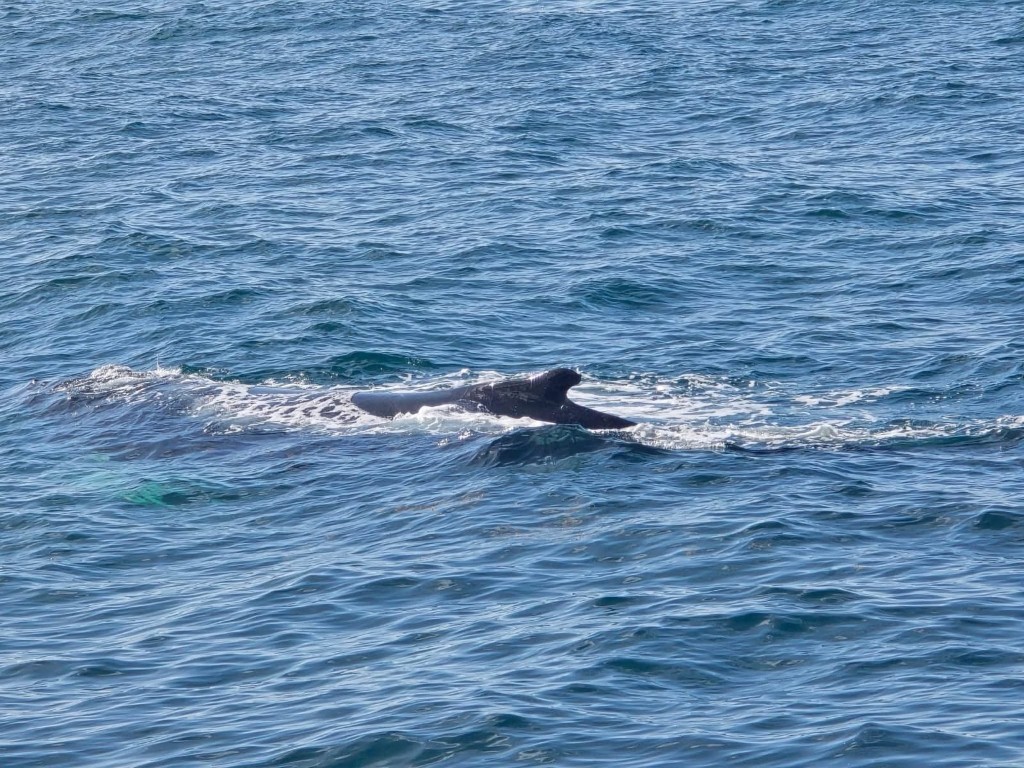 Cola de ballena