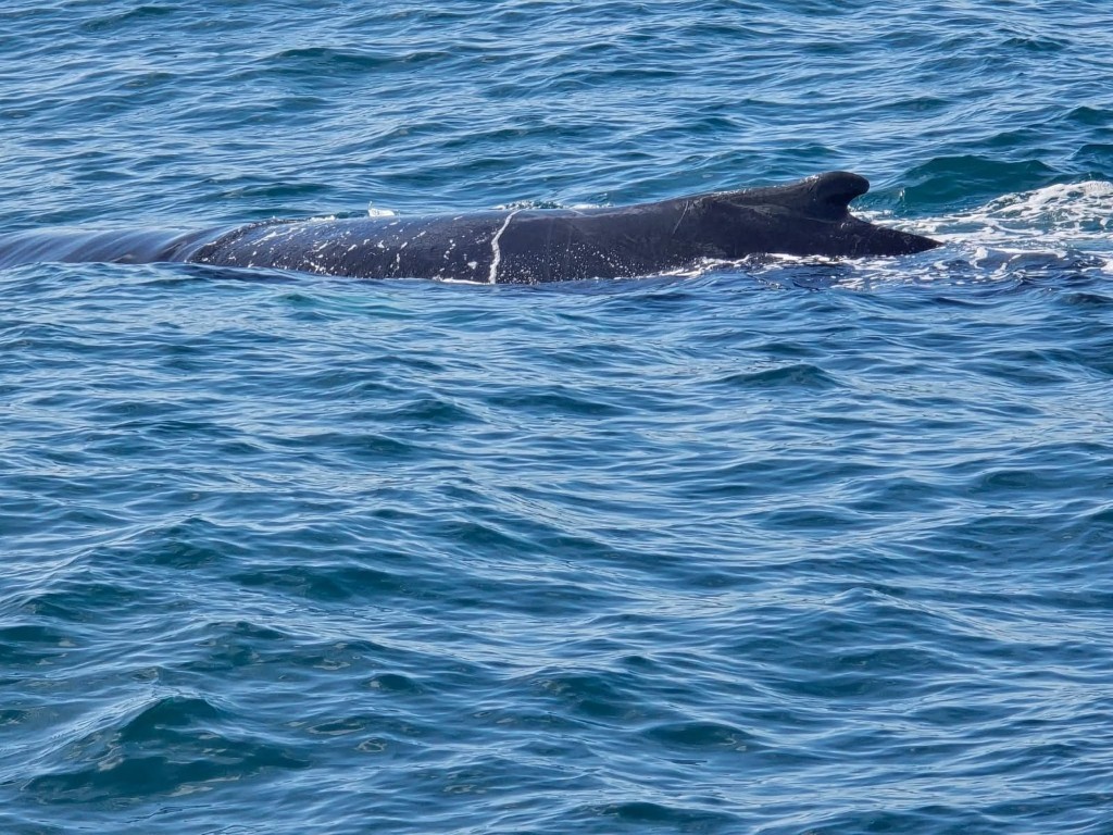 Ballena en superficie