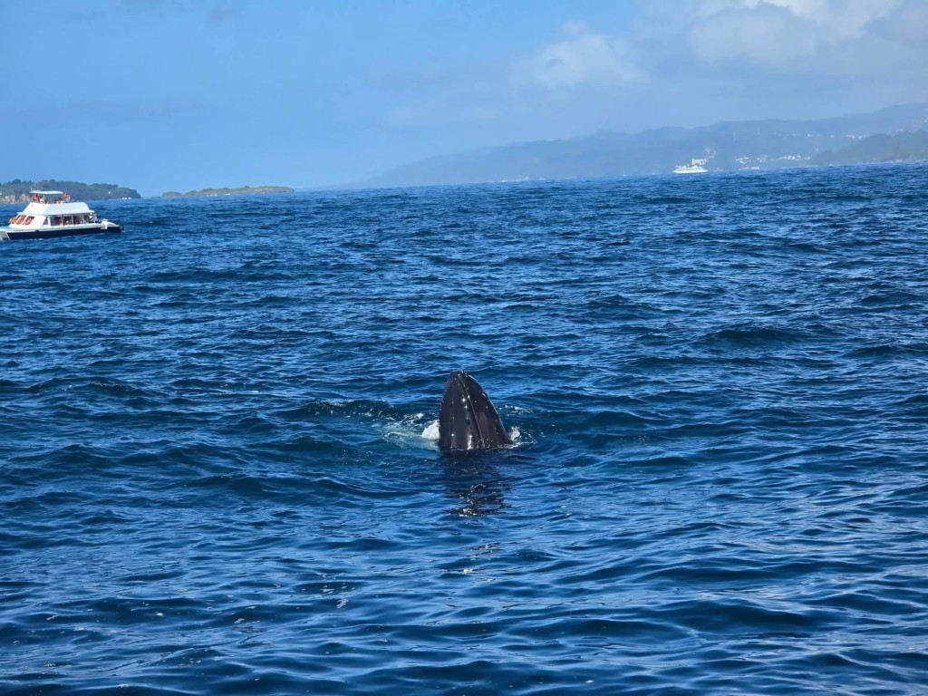 Ballena jorobada en Samaná